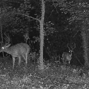 Photo #58 of 258 Peaceful Lane, Dry Fork, VA 99.0 acres