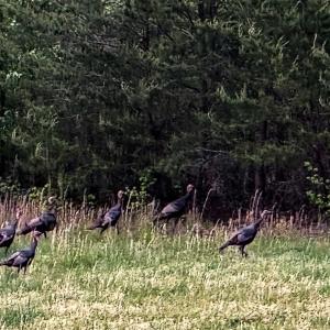Photo #60 of 258 Peaceful Lane, Dry Fork, VA 99.0 acres
