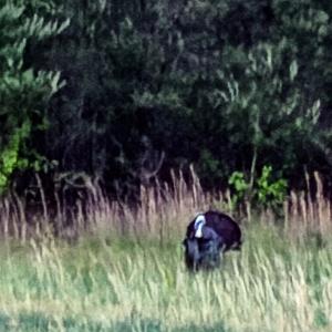 Photo #61 of 258 Peaceful Lane, Dry Fork, VA 99.0 acres
