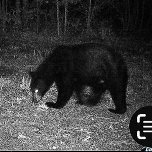 Photo #62 of 258 Peaceful Lane, Dry Fork, VA 99.0 acres