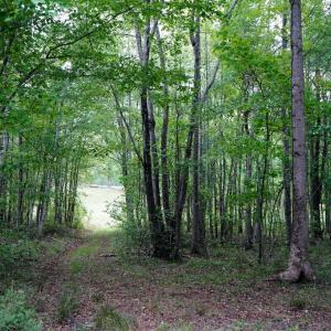 Photo #55 of 258 Peaceful Lane, Cascade, VA 99.0 acres