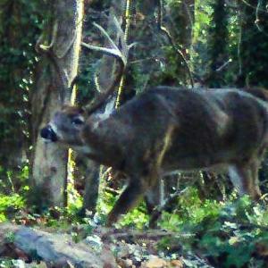 Photo #57 of 258 Peaceful Lane, Cascade, VA 99.0 acres