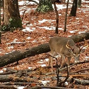 Photo #59 of 258 Peaceful Lane, Cascade, VA 99.0 acres