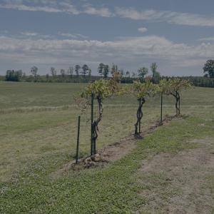 Photo #30 of 8 Red Oak Ln, Skipwith, VA 55.6 acres