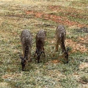 Photo #56 of 8598 W Courthouse Road, Burkeville, VA 100.0 acres