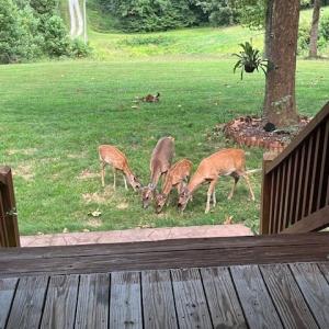 Photo #57 of 8598 W Courthouse Road, Burkeville, VA 100.0 acres