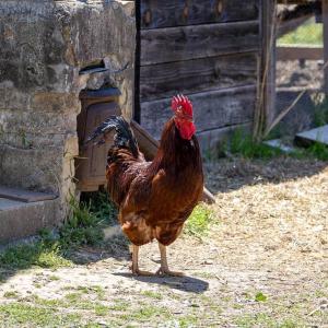 Photo #46 of 525 Raines Tavern Road, Farmville, VA 75.0 acres