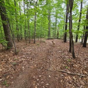 Photo #46 of 981 Scotts Bottom Rd, Dillwyn, VA 10.0 acres