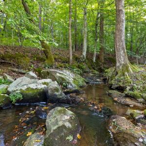 Photo #5 of 2533 Beech Forest Road, Kenbridge, VA 44.0 acres