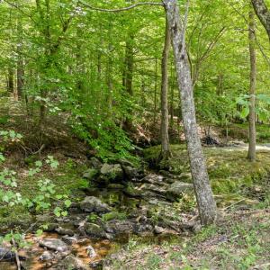 Photo #7 of 2533 Beech Forest Road, Kenbridge, VA 44.0 acres