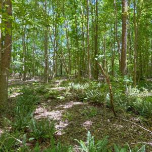 Photo #34 of 2293 Turkey Island Road, Crewe, VA 5.0 acres
