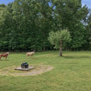 Photo #4 of 51 FARM FOLLY LN, Cumberland, VA 64.8 acres