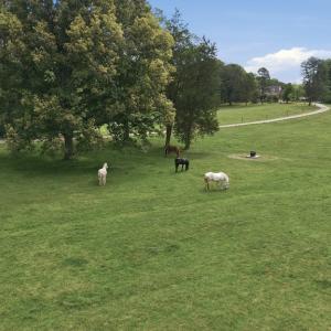 Photo #5 of 51 FARM FOLLY LN, Cumberland, VA 64.8 acres
