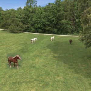 Photo #57 of 51 FARM FOLLY LN, Cumberland, VA 64.8 acres