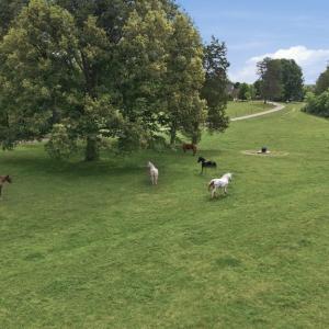 Photo #58 of 51 FARM FOLLY LN, Cumberland, VA 64.8 acres