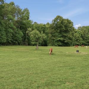 Photo #75 of 51 FARM FOLLY LN, Cumberland, VA 64.8 acres