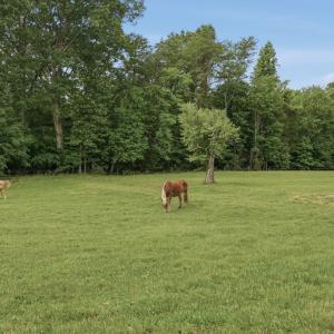Photo #76 of 51 FARM FOLLY LN, Cumberland, VA 64.8 acres
