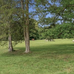 Photo #77 of 51 FARM FOLLY LN, Cumberland, VA 64.8 acres