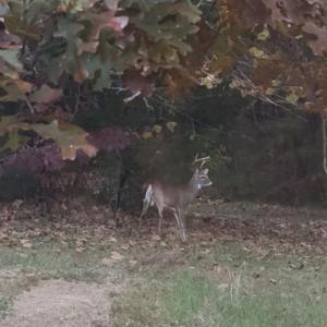 Photo #56 of 1408 Coleman Mountain Rd, Appomattox, VA 23.6 acres