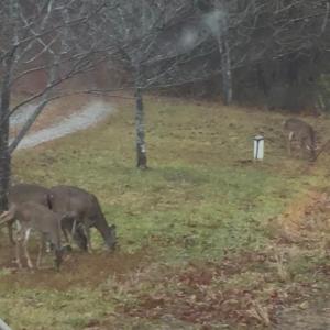 Photo #57 of 1408 Coleman Mountain Rd, Appomattox, VA 23.6 acres