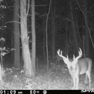 Photo #58 of 1408 Coleman Mountain Rd, Appomattox, VA 23.6 acres