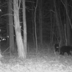 Photo #59 of 1408 Coleman Mountain Rd, Appomattox, VA 23.6 acres