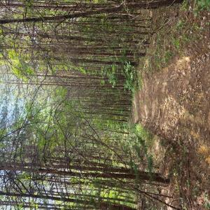 Photo #60 of 1408 Coleman Mountain Rd, Appomattox, VA 23.6 acres