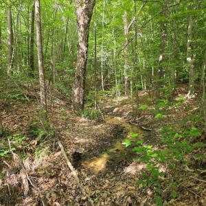 Photo #65 of 1408 Coleman Mountain Rd, Appomattox, VA 23.6 acres