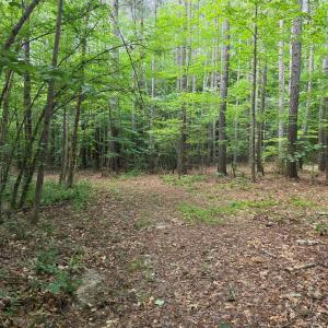 Photo #69 of 1408 Coleman Mountain Rd, Appomattox, VA 23.6 acres