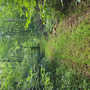 Photo #70 of 1408 Coleman Mountain Rd, Appomattox, VA 23.6 acres