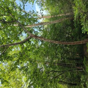Photo #76 of 1408 Coleman Mountain Rd, Appomattox, VA 23.6 acres