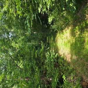 Photo #82 of 1408 Coleman Mountain Rd, Appomattox, VA 23.6 acres