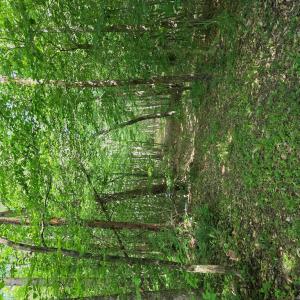 Photo #84 of 1408 Coleman Mountain Rd, Appomattox, VA 23.6 acres