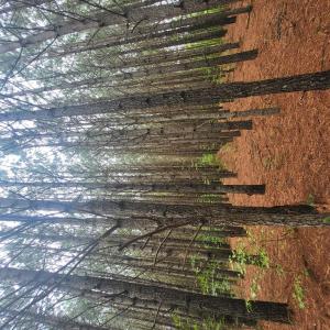 Photo #63 of 402 Easy Street, Dundas, VA 61.8 acres