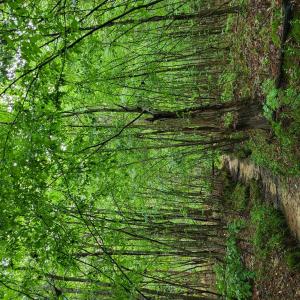 Photo #65 of 402 Easy Street, Dundas, VA 61.8 acres