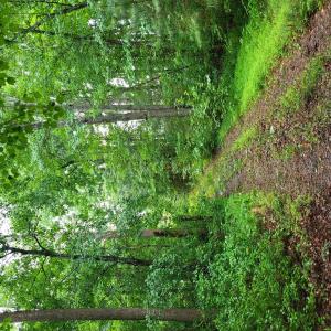 Photo #66 of 402 Easy Street, Dundas, VA 61.8 acres