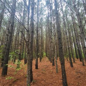 Photo #63 of 402 Easy Street, Dundas, VA 61.8 acres