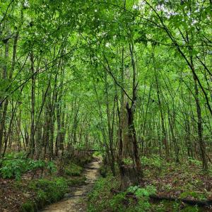 Photo #65 of 402 Easy Street, Dundas, VA 61.8 acres