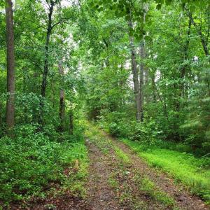 Photo #66 of 402 Easy Street, Dundas, VA 61.8 acres