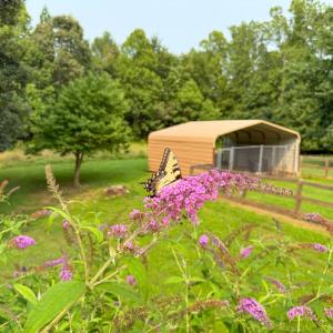 Photo #23 of 6688 Old Buckingham Road, Powhatan, VA 10.0 acres