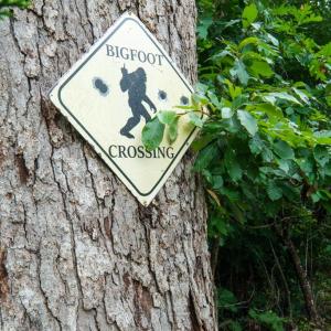 Photo #84 of 2392 Rehoboth Rd, Lunenburg, VA 29.8 acres