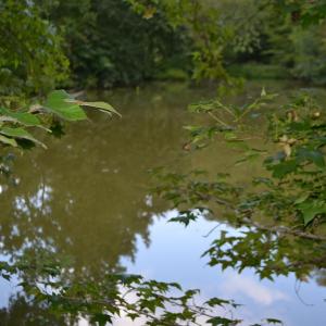 Photo #12 of 82 Rock Creek Rd, Cumberland, VA 51.7 acres