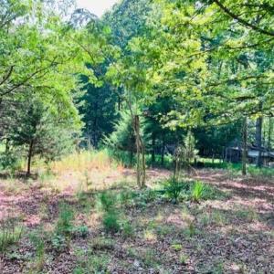 Photo #3 of 3599 Skipwith Rd, Boydton, VA 3.6 acres