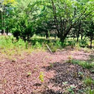 Photo #4 of 3599 Skipwith Rd, Boydton, VA 3.6 acres