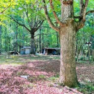 Photo #7 of 3599 Skipwith Rd, Boydton, VA 3.6 acres