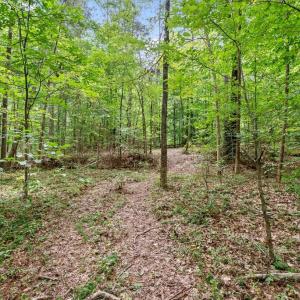 Trails - Explore woods, The adjoining parcel offers 64.21 acres of forest.