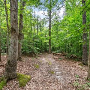 Mature Woods offer clear hiking