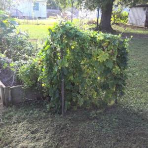 Photo #3 of 108 EPES ST, Blackstone, VA 0.3 acres