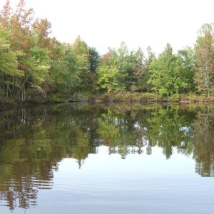 Pond