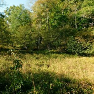 Photo #32 of 2515 Jerico Rd, Buckingham, VA 10.0 acres